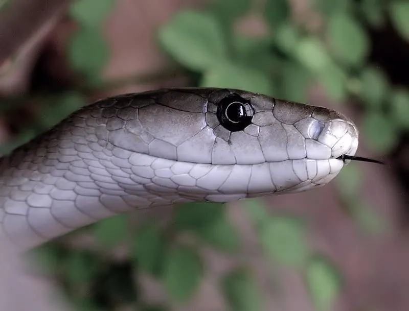 Photo of Black mamba
