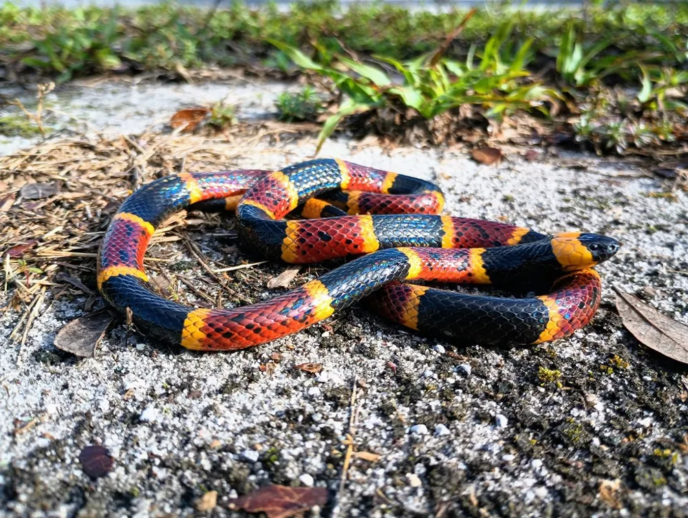Photo of Eastern coral snake