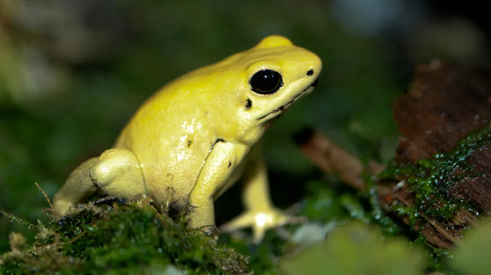 Photo of Golden poison frog
