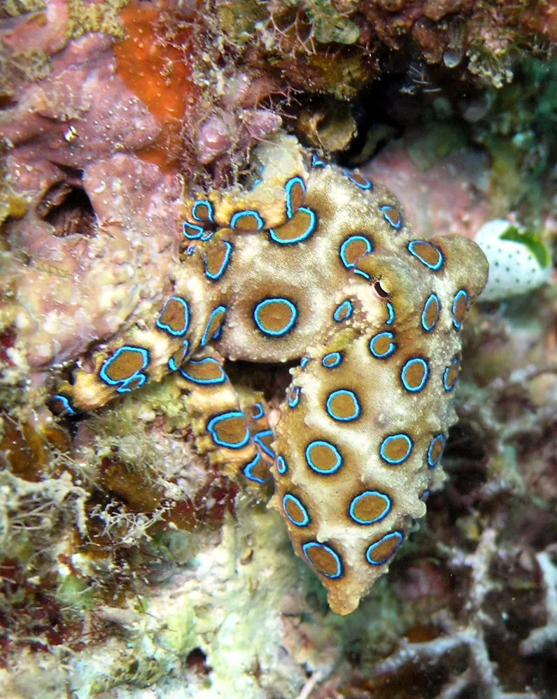 Photo of Greater blue-ringed octopus