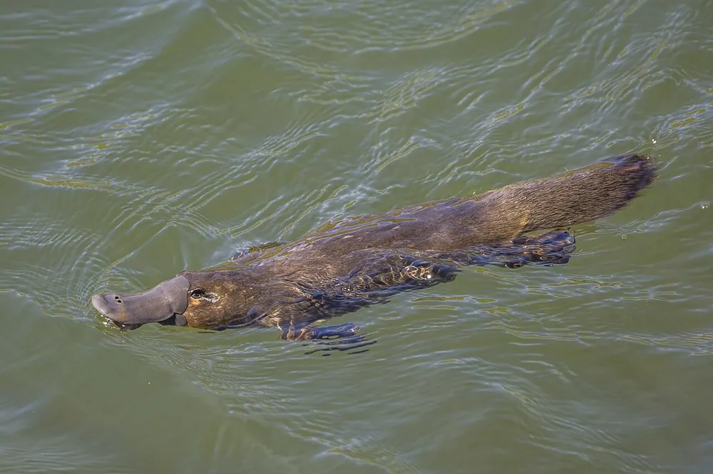 Photo of Platypus