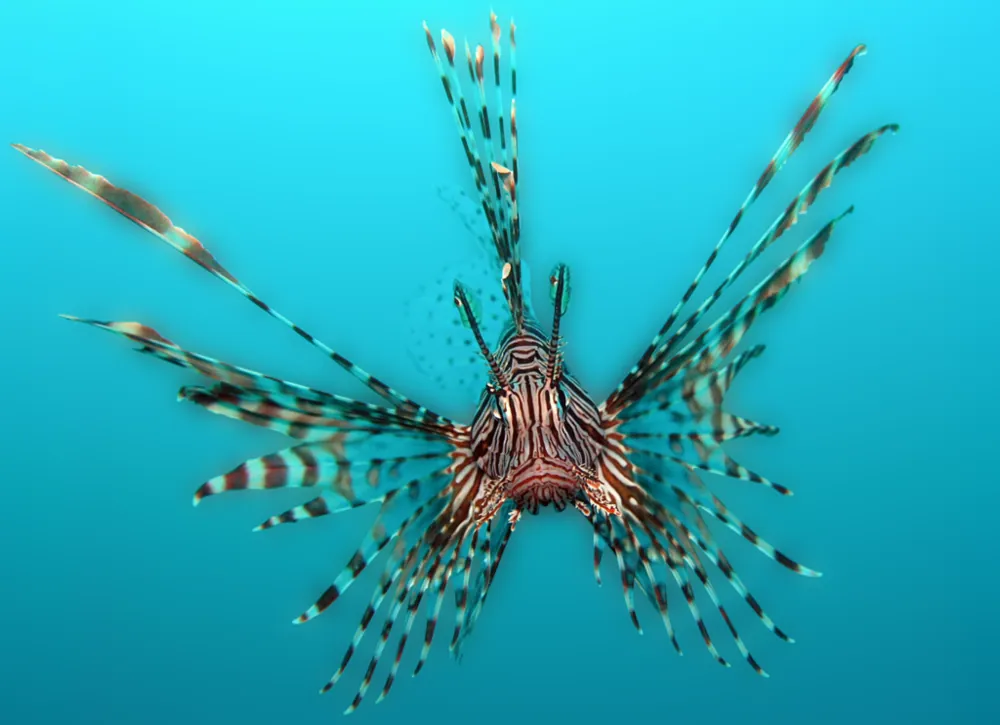Photo of Red lionfish